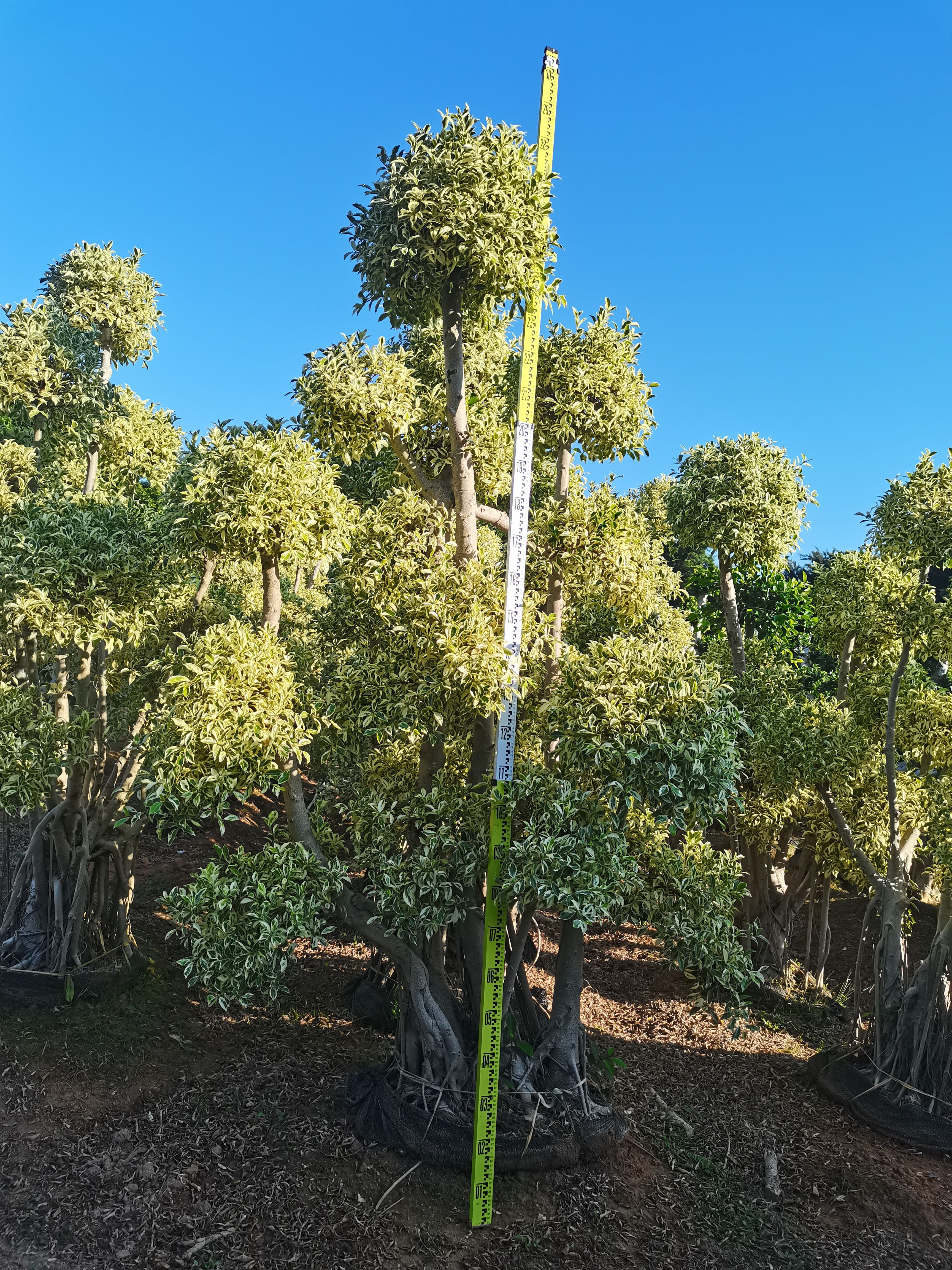  小叶榕，木麻黄，花叶榕，