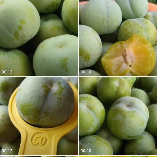 镇宁县蜂糖李树苗 原产地蜂糖李苗，挂果率强，口感特别好，目前被称为李中之王。