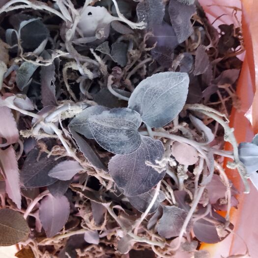 德庆县金线莲