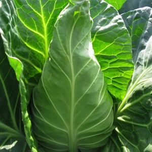 牛心甘蓝 大量露天精品牛心菜上市批发