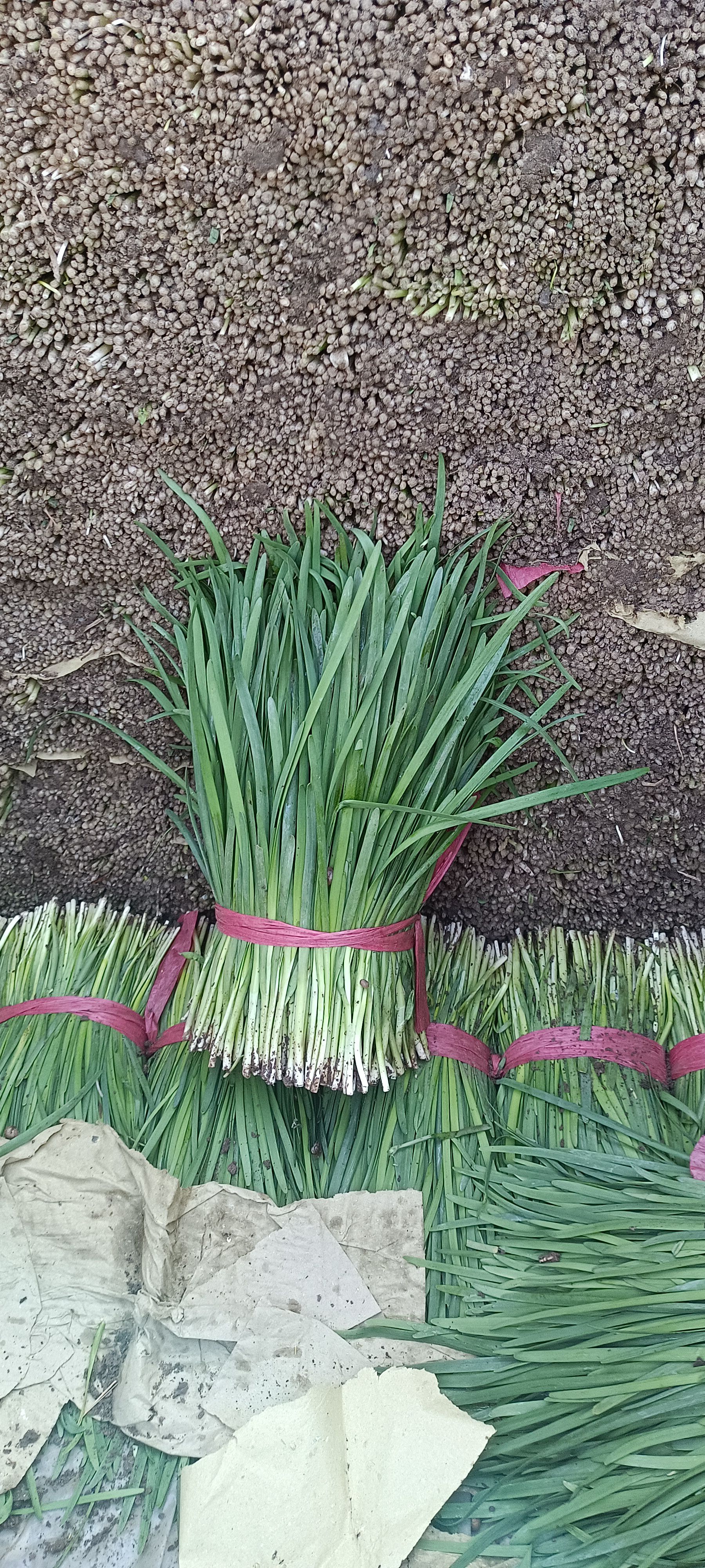 大叶韭菜 韭菜量大了！价格下滑