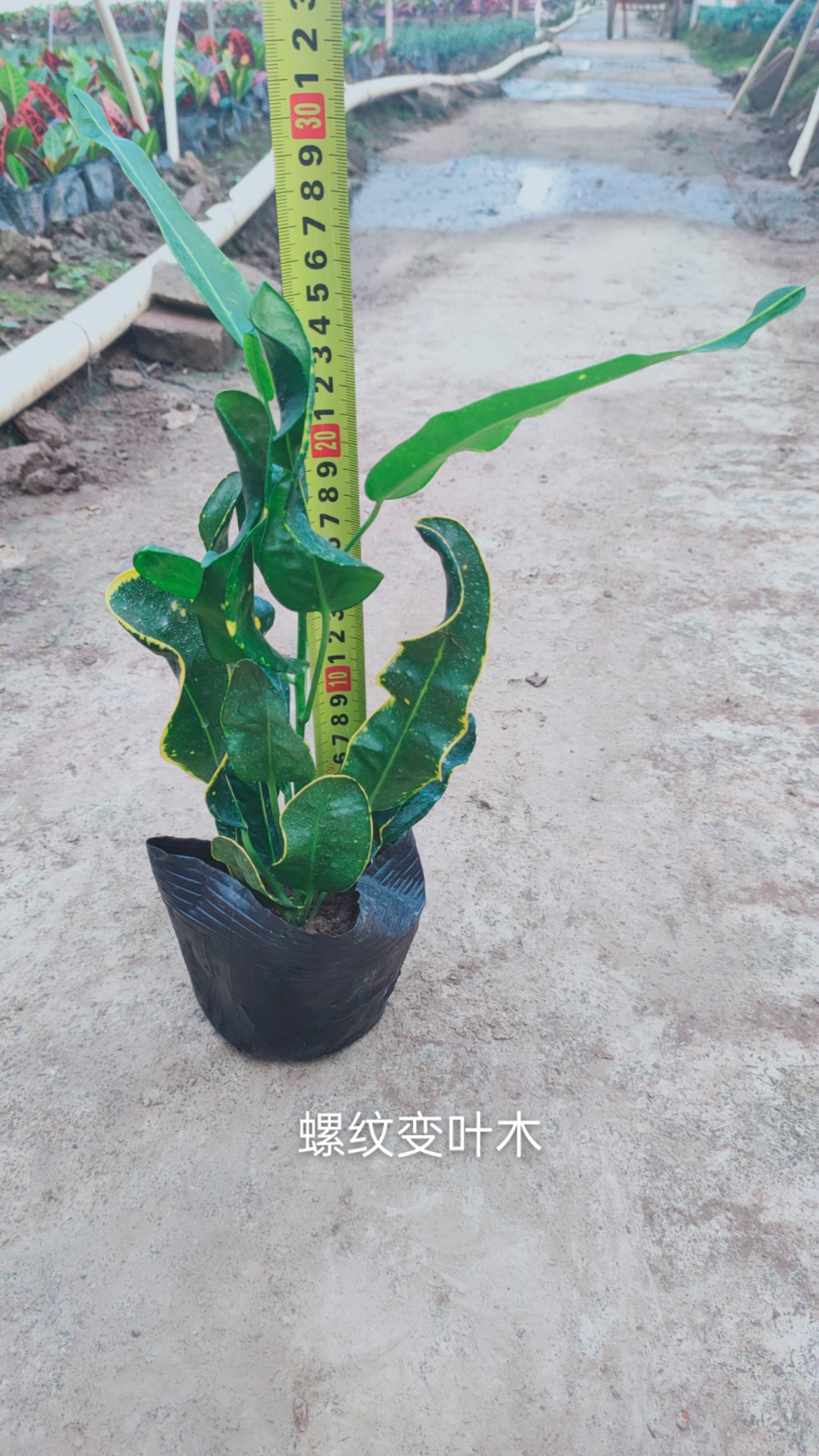蜂腰变叶木  螺旋变叶木 0.2米以下 2公分以下 2公分以下 1米以下