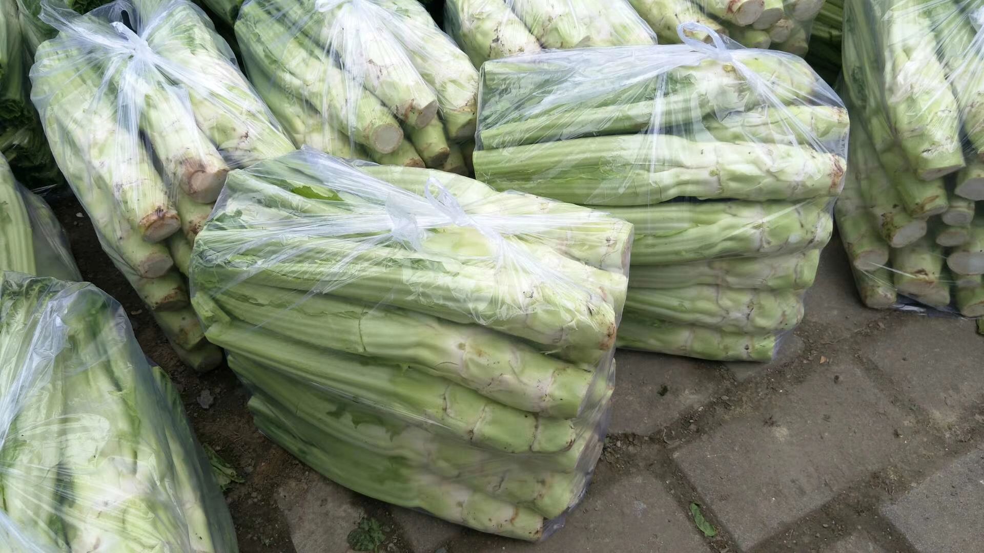 红皮胡萝卜 质量优良，诚信，是做人的标准