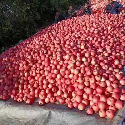 兴城市 寒副苹果40一箱