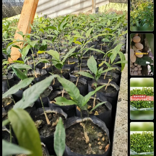 石屏县地皮菜 云南雷公菜树苗，尾球树苗，富贵菜