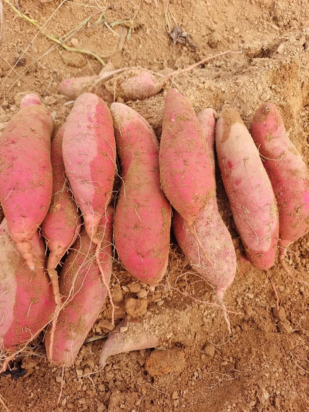 烟薯二五，密薯大量供应