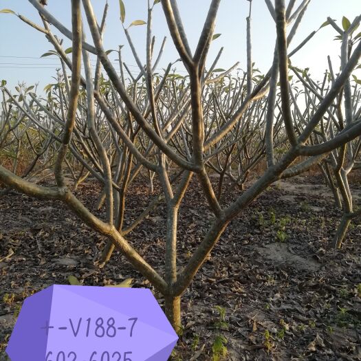昌江县鸡蛋花  精品货，数量1000株，欢迎下单