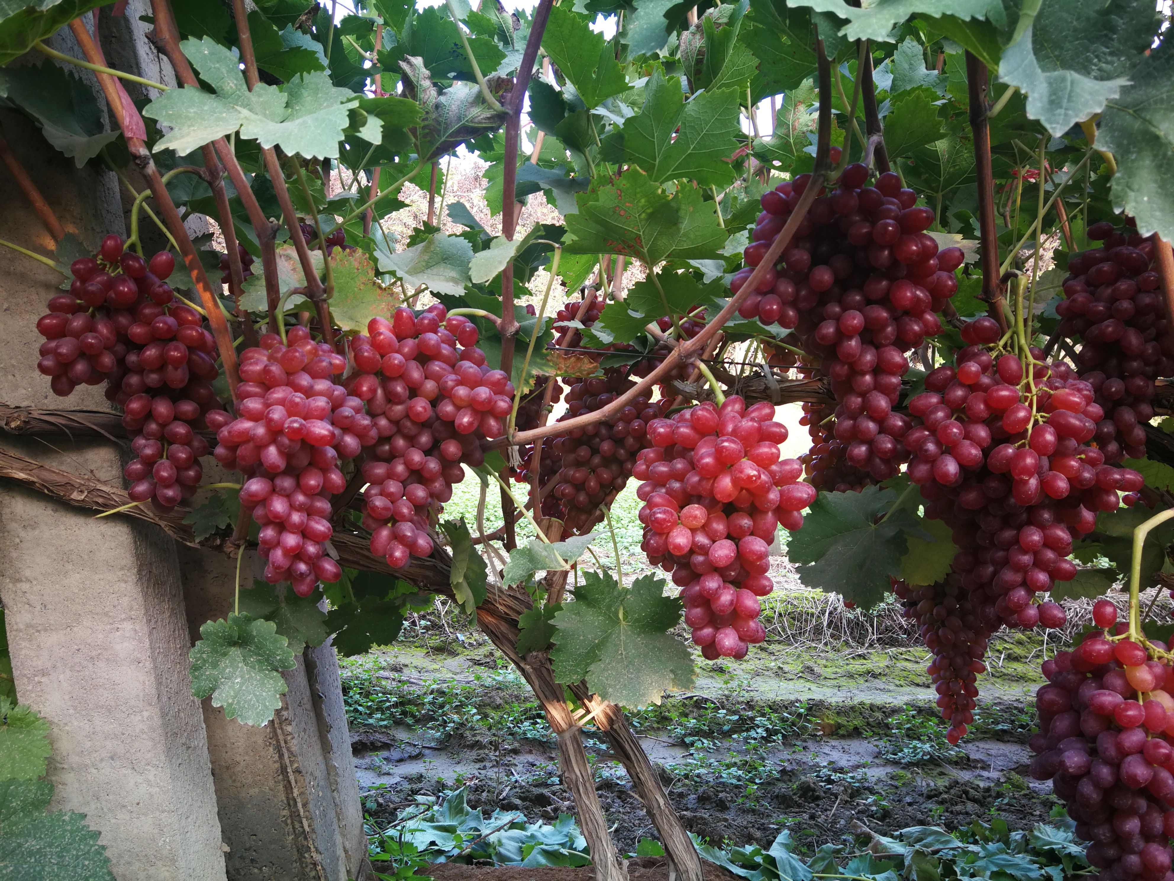 冷库克伦生葡萄 克瑞森