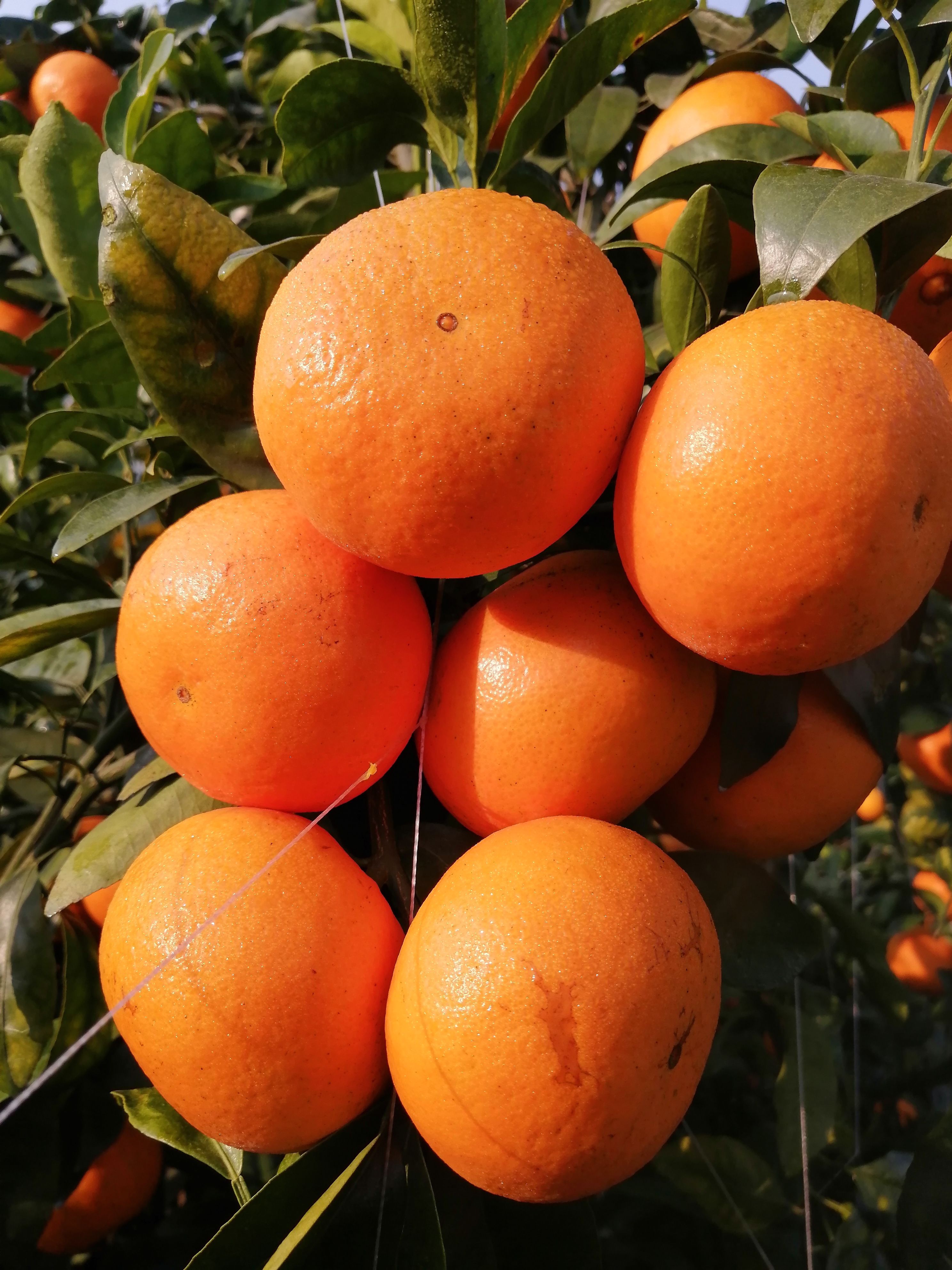 产地沃柑 电商平台商 市场超市 等产地直发 一件代发