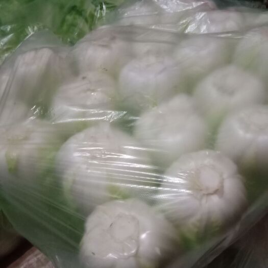 郸城县黄心娃娃菜 河南省周口市郸城县 