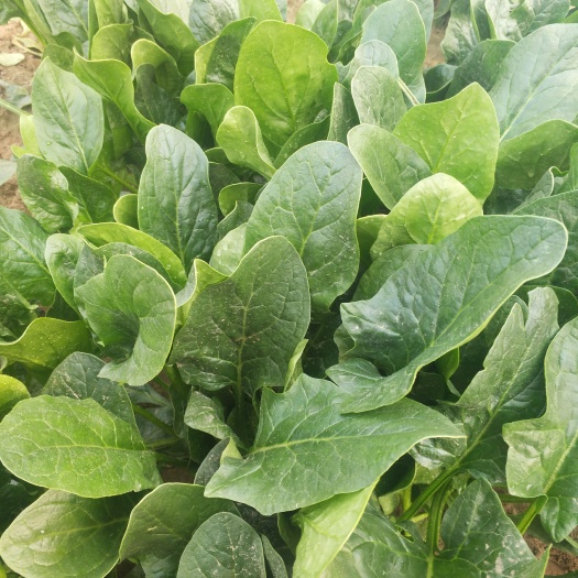 大叶菠菜 优质精品菠菜