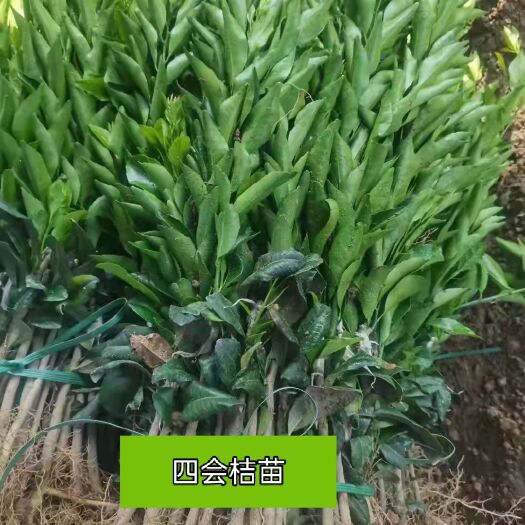 浦北县 新会柑苗、新四会桔苗免费种植技术，包回收。