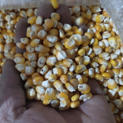 黄玉米粒 小玉米粒，鸡鸭喜欢吃