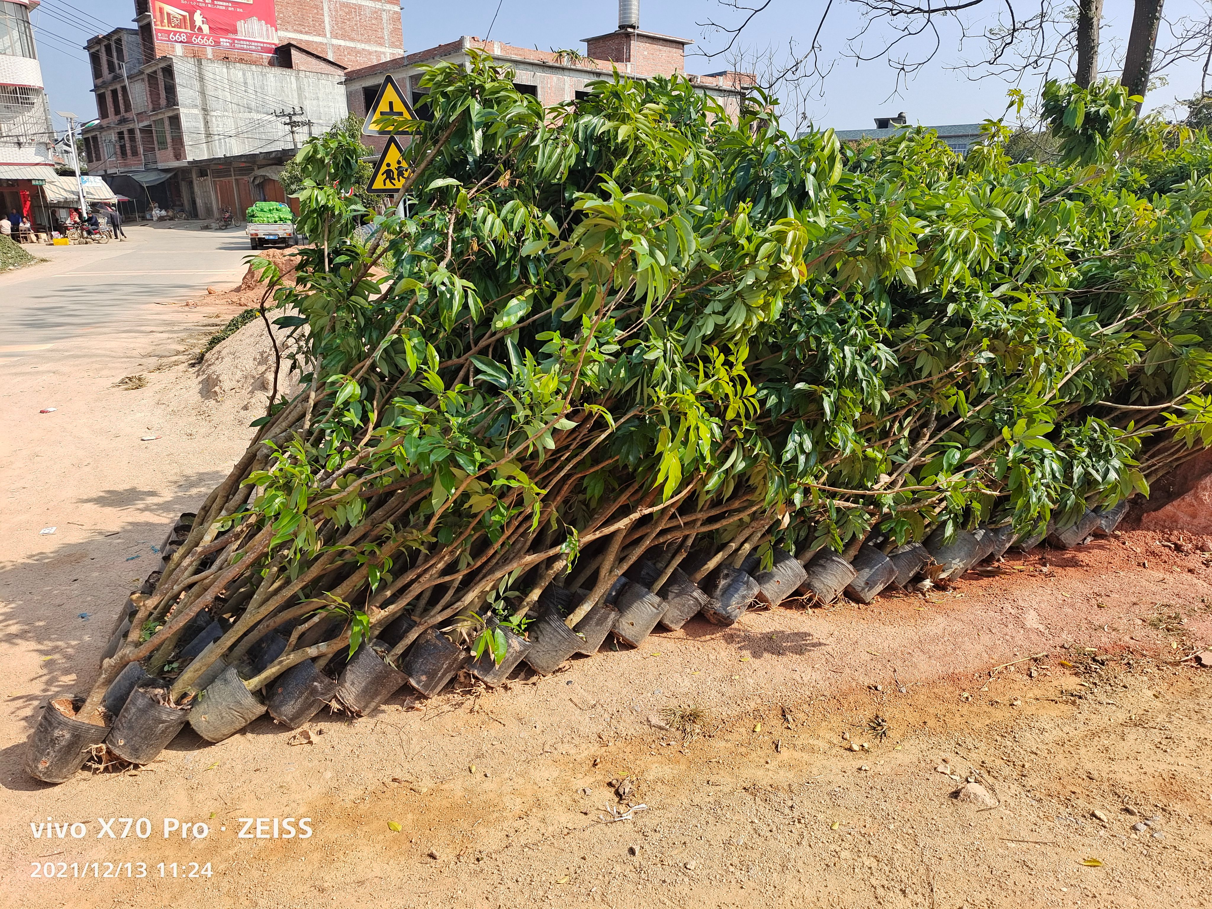 妃子笑荔枝苗 荔枝杯苗  1.5～2米高