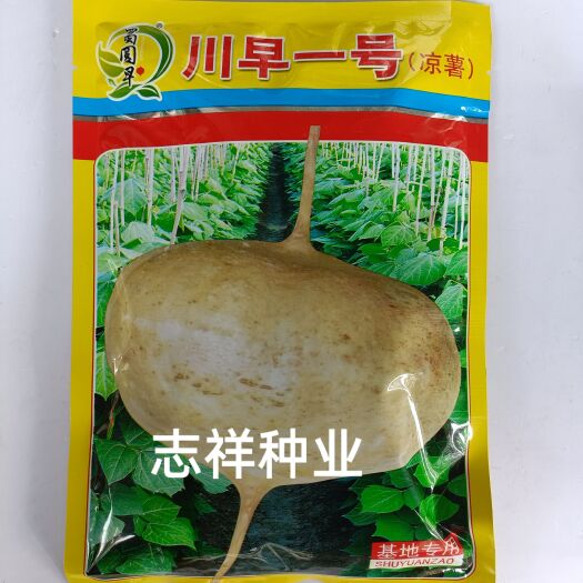 华容县四川牧马山凉薯种子川早一号地瓜沙凉薯水果凉薯脆甜400克原装