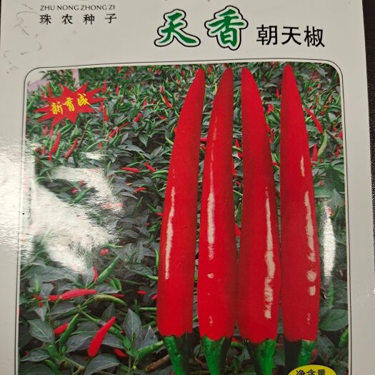 商丘辣椒苗