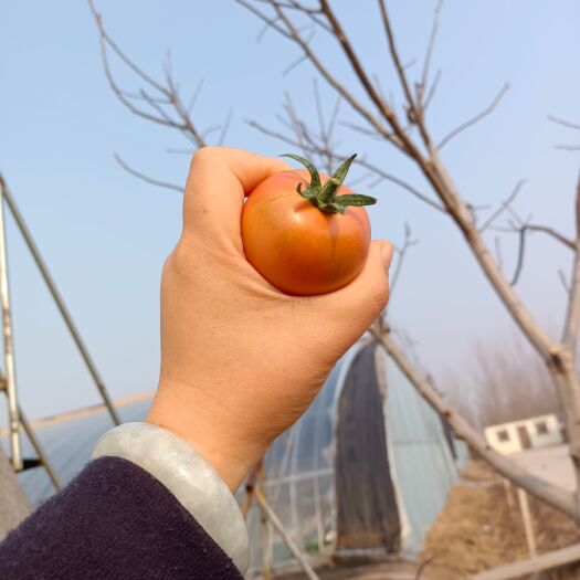 潍坊水果西红柿 草莓番茄