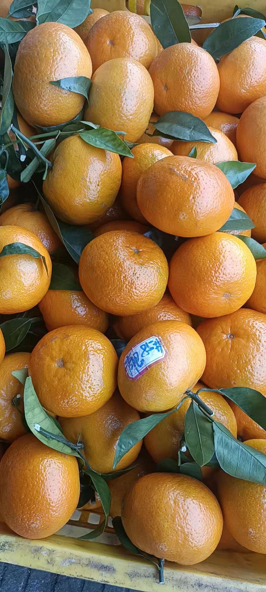 冰糖橙 广西壮族自治区梧州市长洲区 