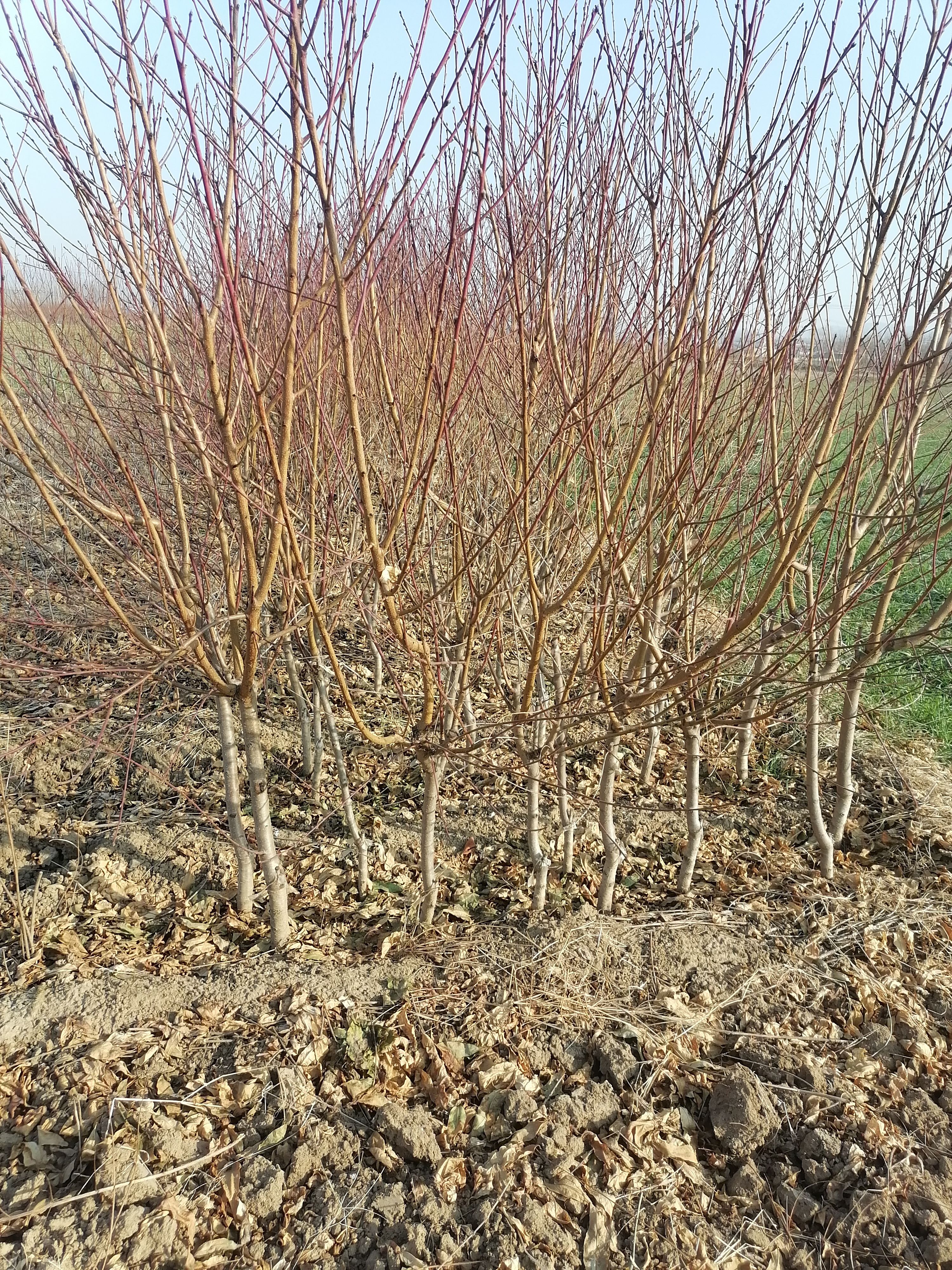 黄金桃苗 桃树苗