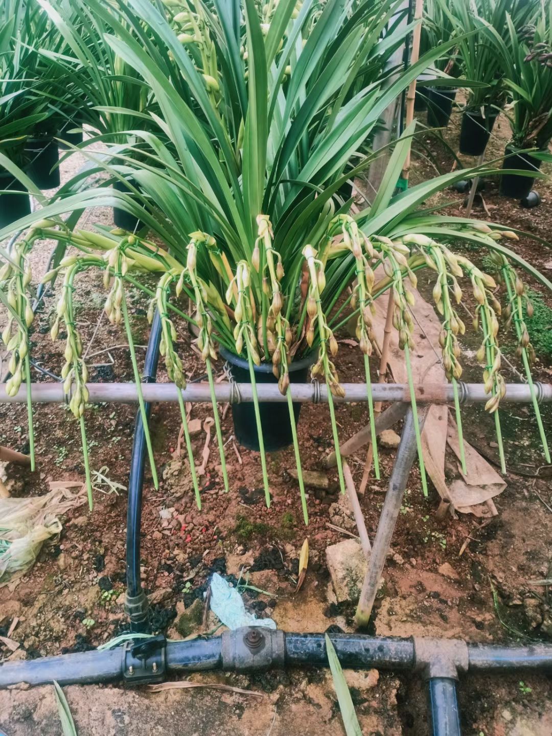 大花惠兰 大花卉兰种植基地批发