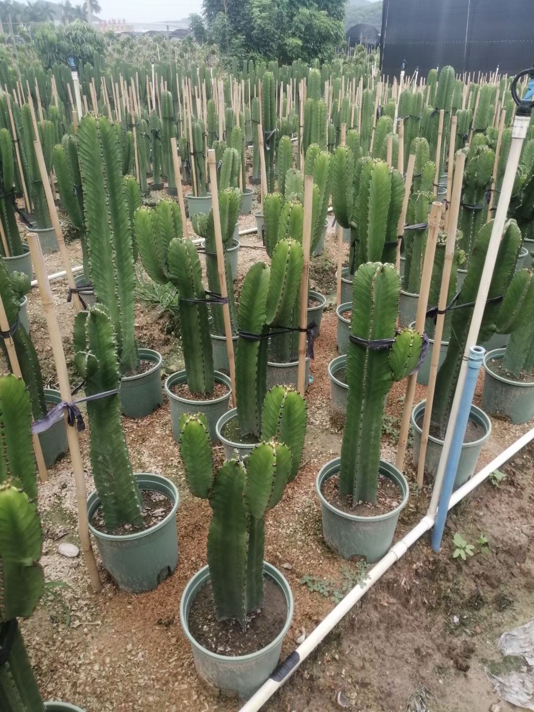 量天尺仙人掌  鸭脚木  量天尺、大戟阁、象鼻柱、中华掌、等多种大形多肉植物