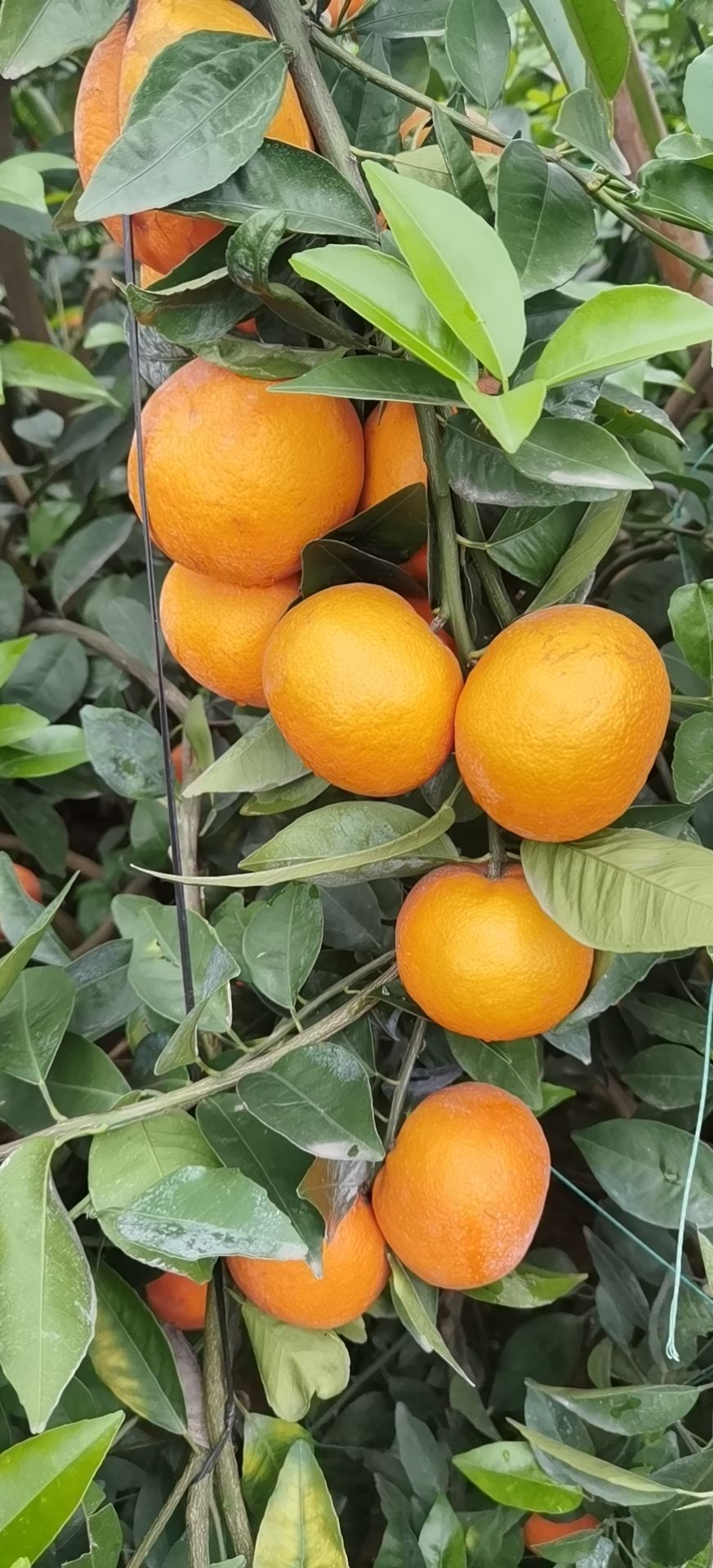 广西武鸣沃柑一手货源产地直发商超市场对接社区团购各大电商平台