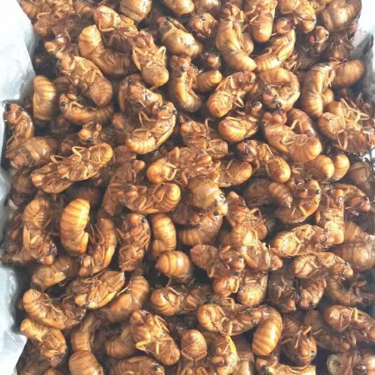 济南金蝉  ，脱皮白蝉，一手货，长年批发供应，全国各地冷链发货，