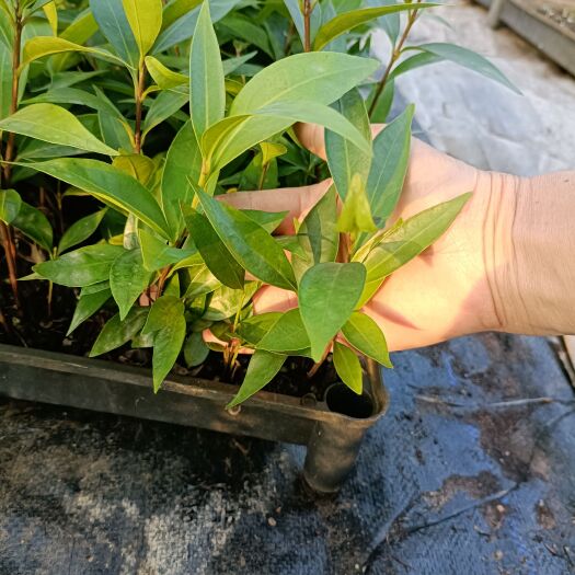 广州青绿色种莲雾苗  水蒲桃苗园林绿化果树苗