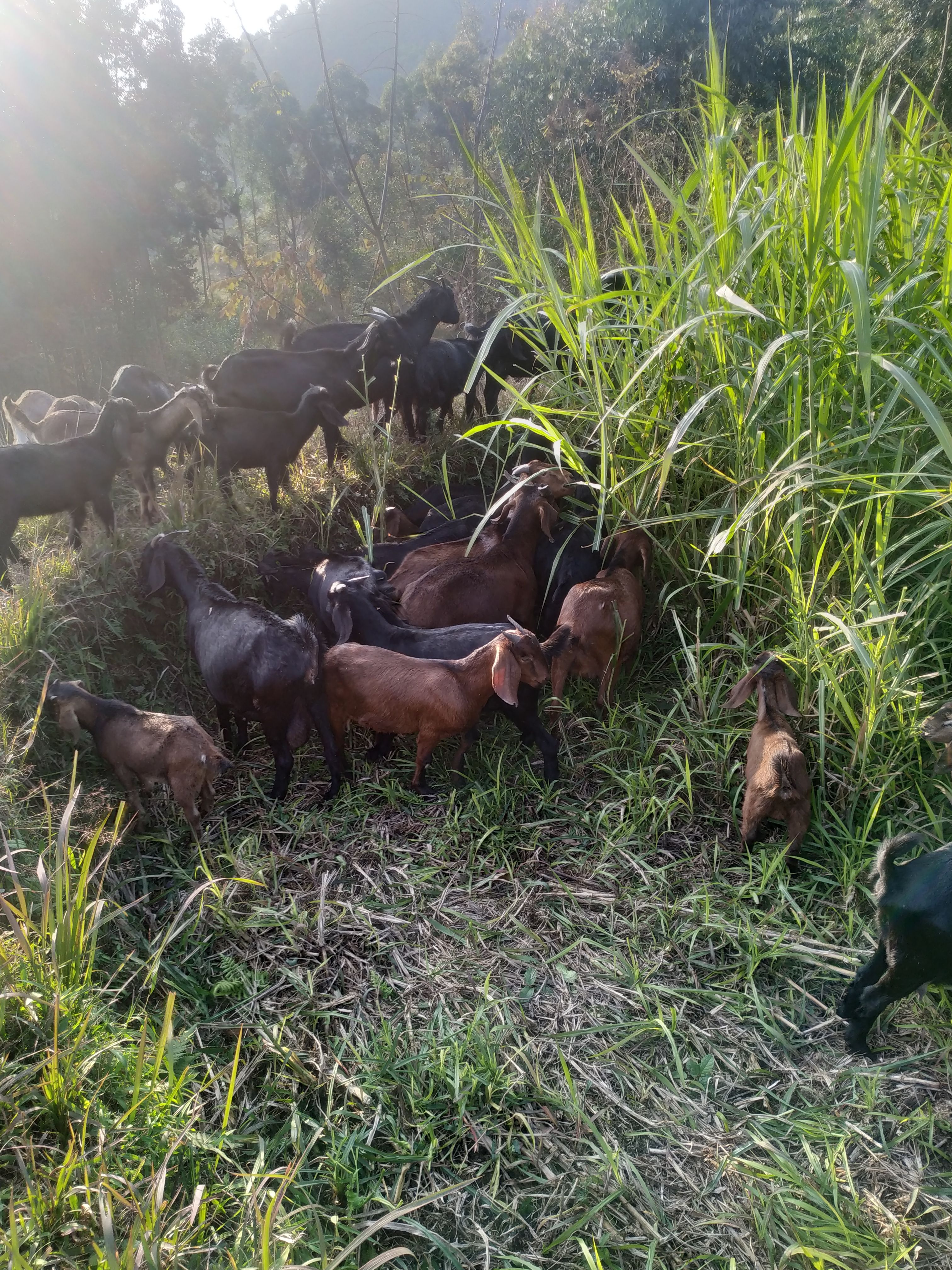 大耳羊  精品努比亚山羊种母羊