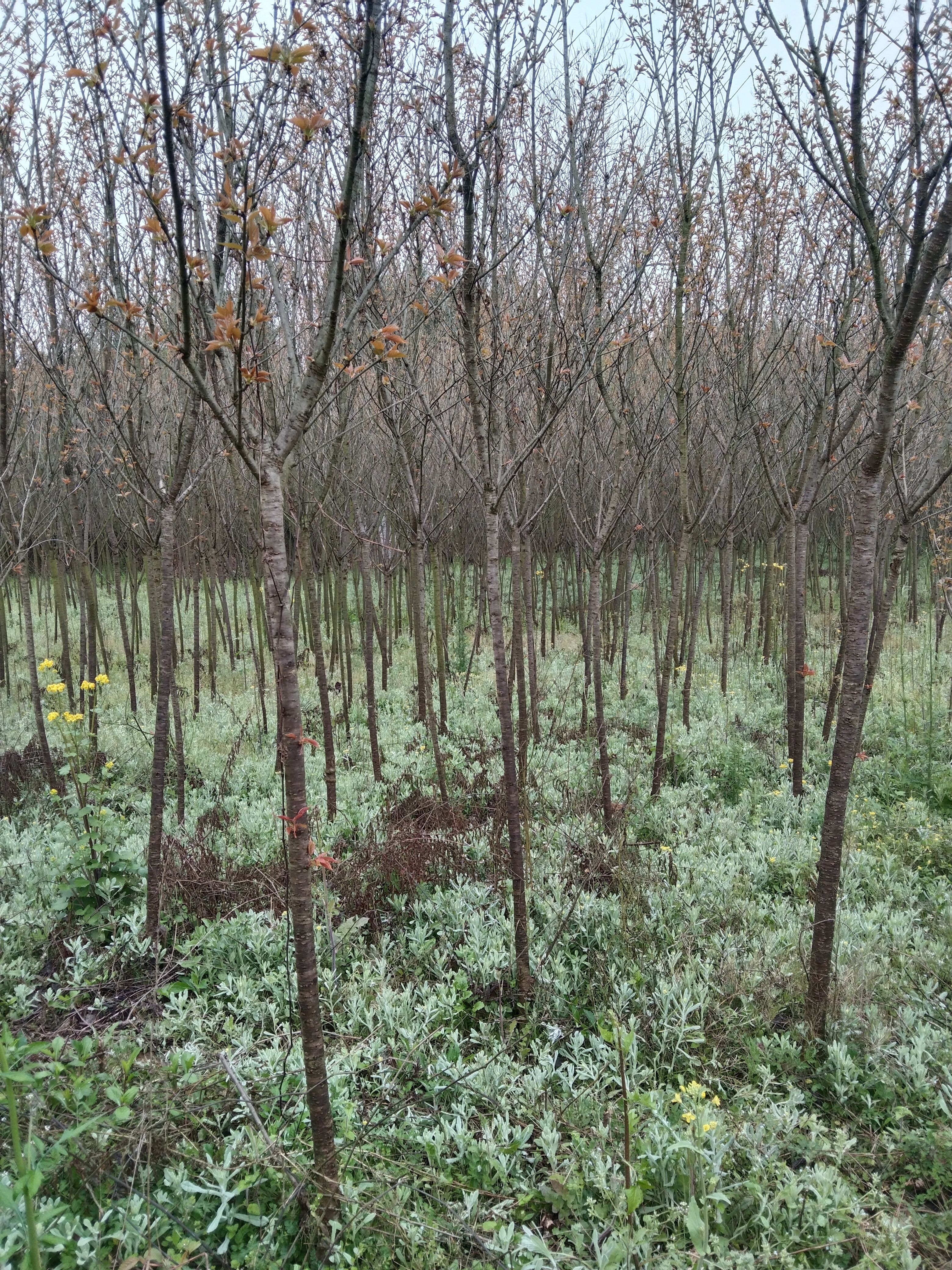 中国红樱  樱花6——8公分，10000株！