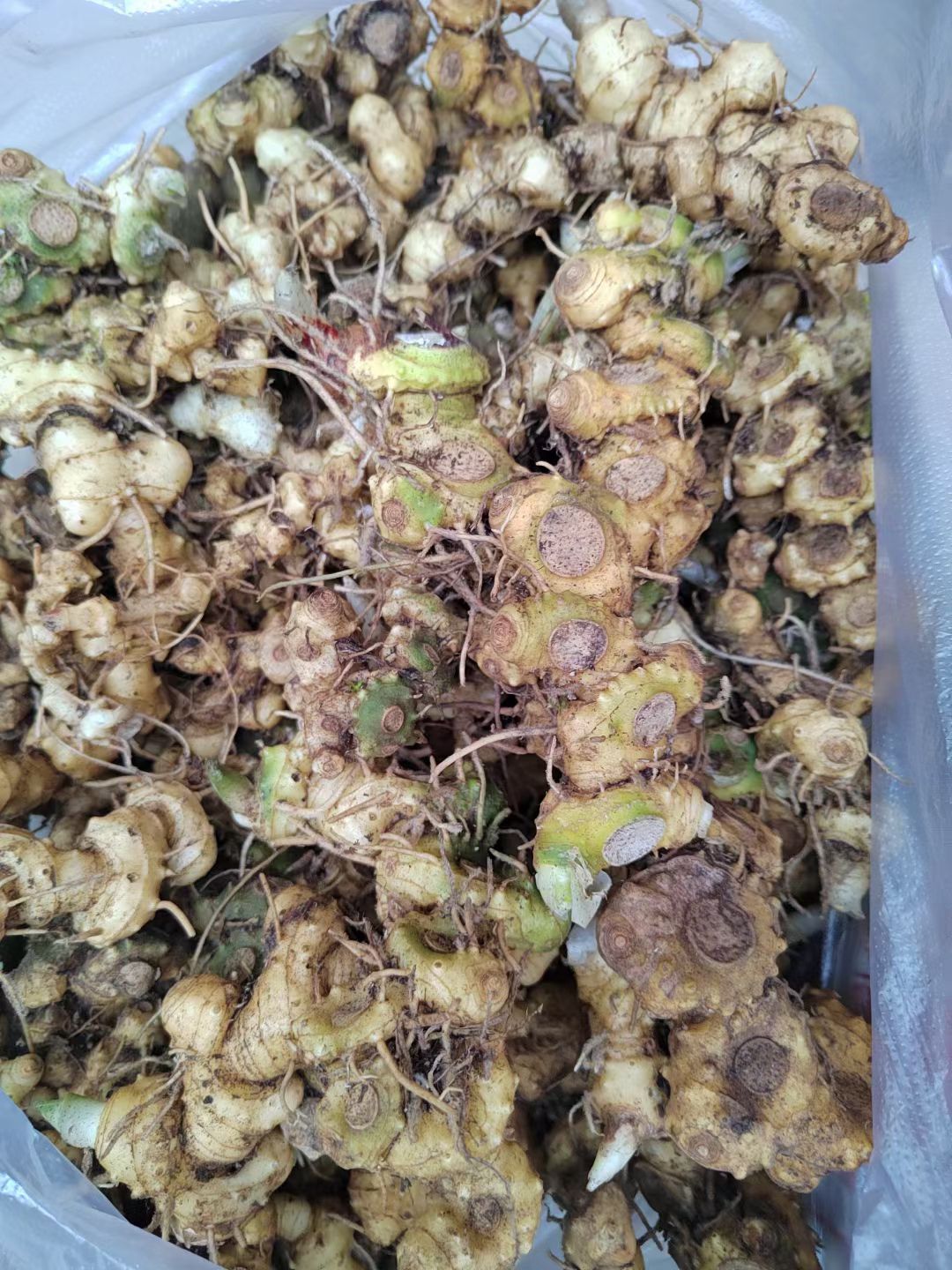 姜形黄精 鲜货 广西壮族自治区河池市巴马瑶族自治县