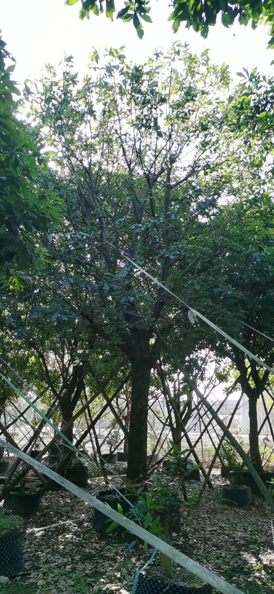 紫花风铃木，红花玉蕊，