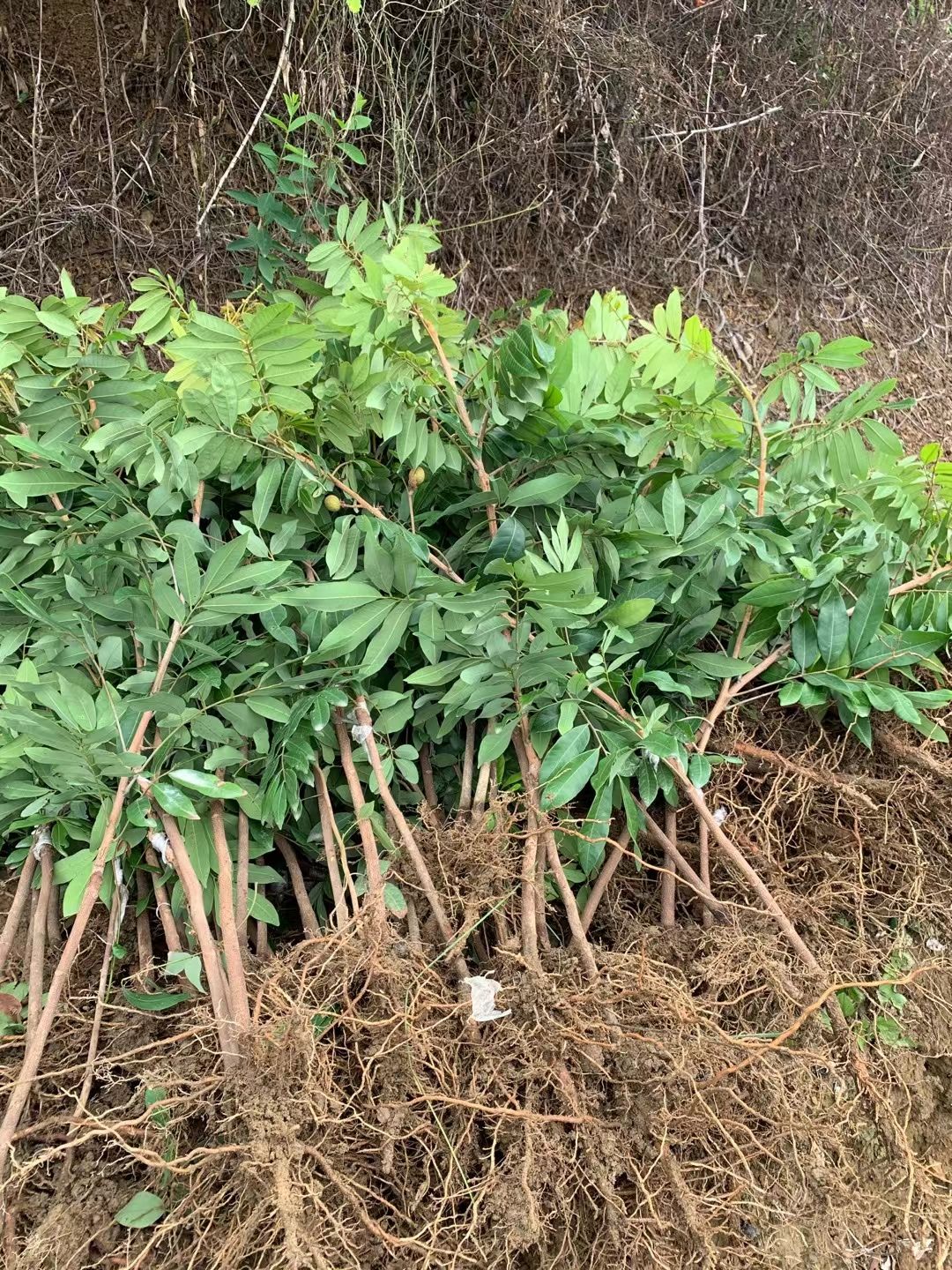 石峡龙眼苗  储良龙眼  四季龙眼嫁接苗  苗圃直销