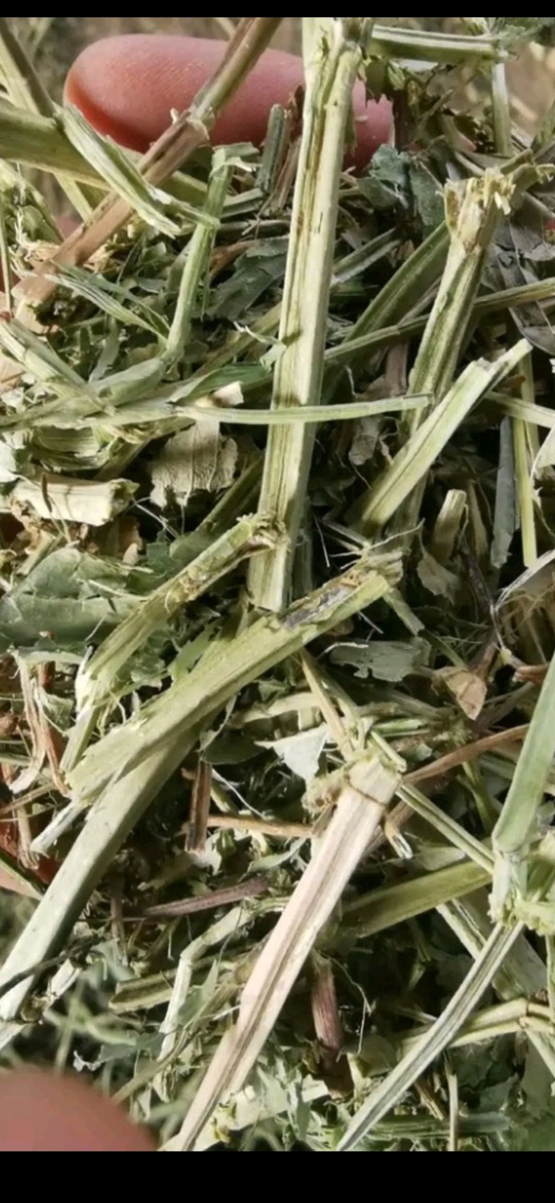 青干草饲料 2021年 新花生秸秆  牛羊、驴马， 饲料。