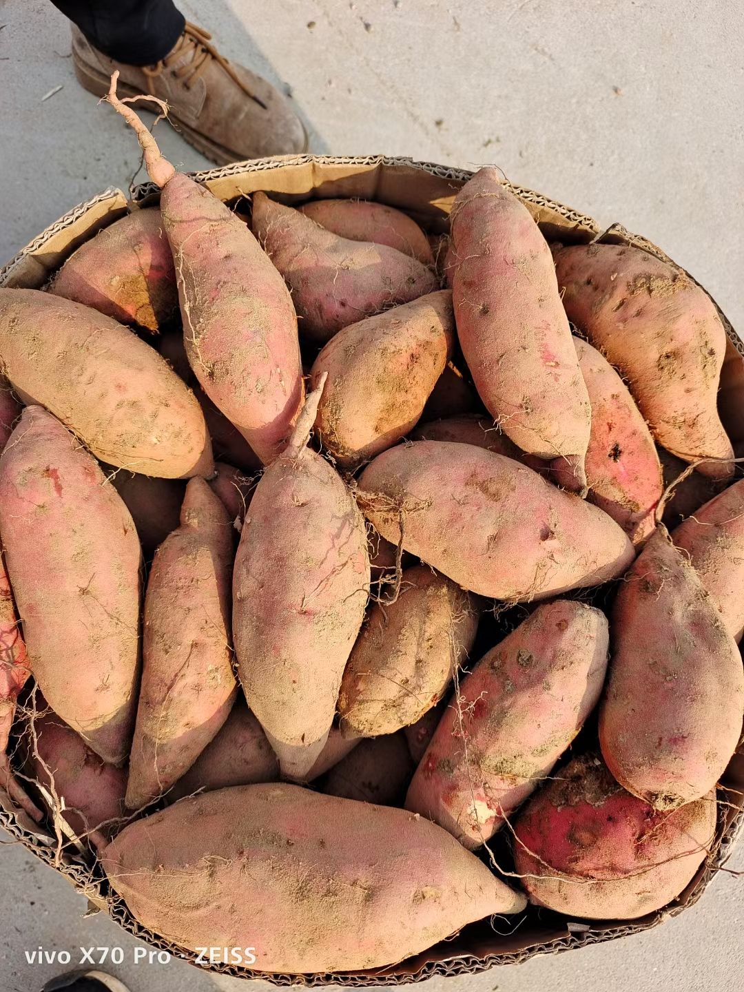 烟薯二五，密薯大量供应