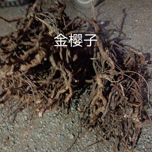 富川县金樱子