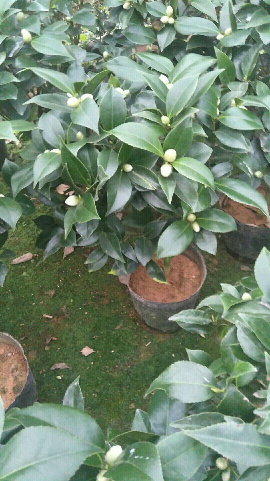 赤丹 精品茶花，基地直发，大红亦丹。