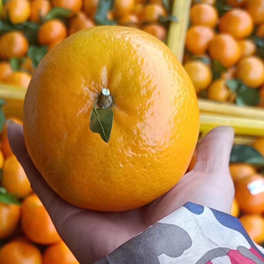 冰糖橙 广西壮族自治区梧州市长洲区 