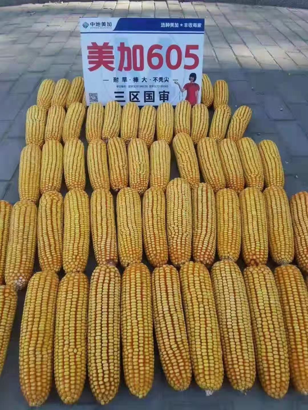 美加605玉米种子，适应东北地区春播，黄淮海春夏播，产量高。