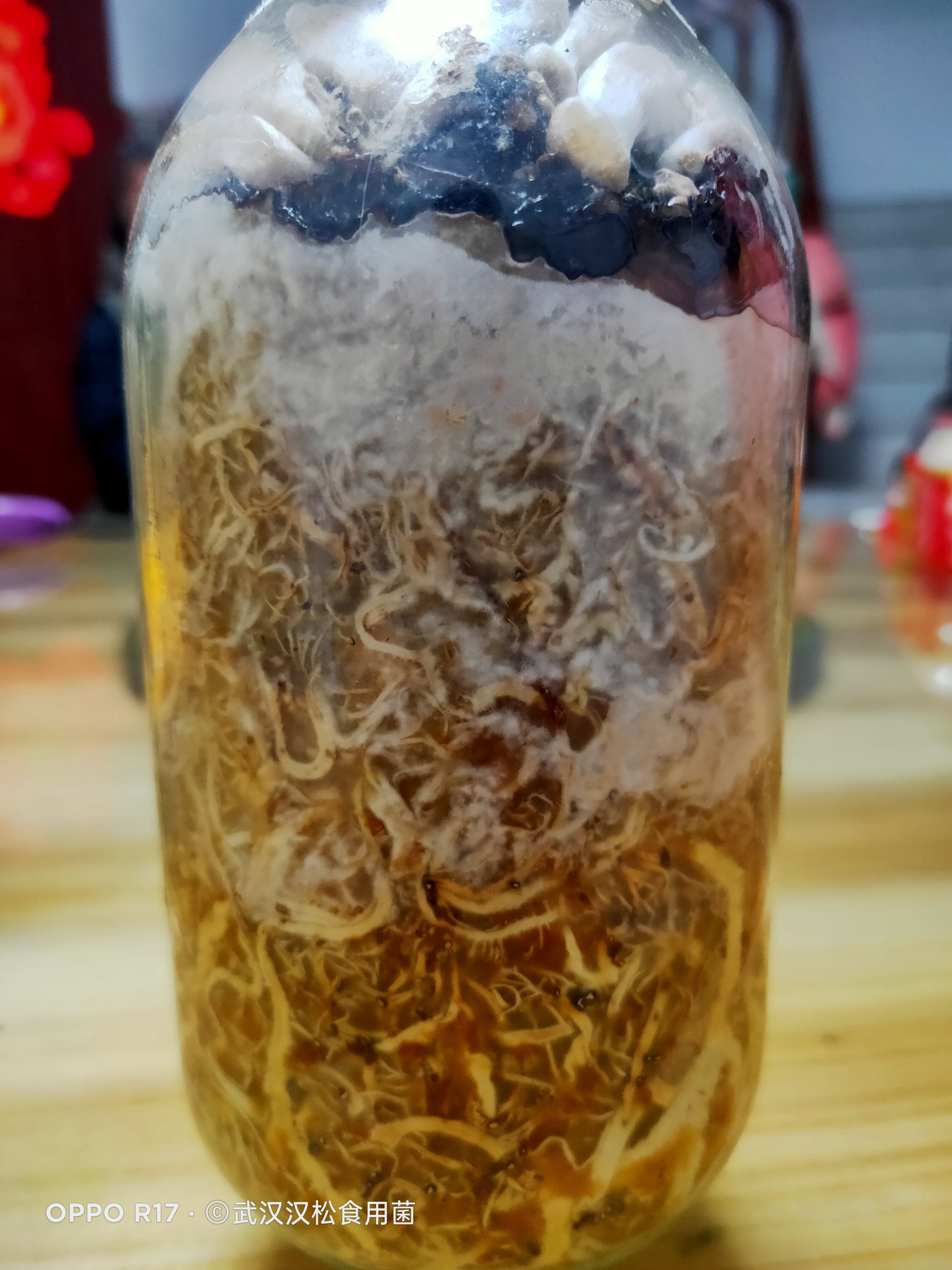 天麻蜜环菌种  蜜环菌试管菌种，品种6号，8号，9号，质量好