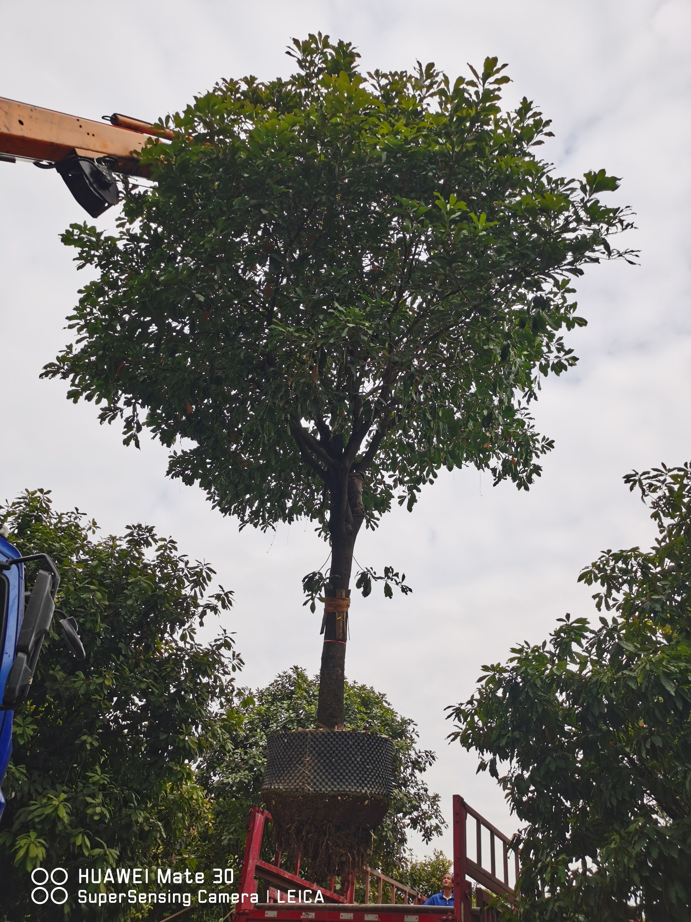 紫花风铃木，红花玉蕊，