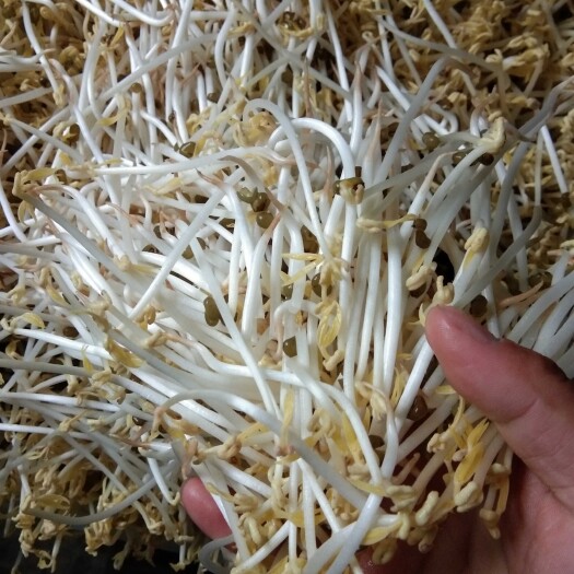 青州市 大型豆芽生产淋水线 豆芽机豆芽清洗机 豆芽去皮机