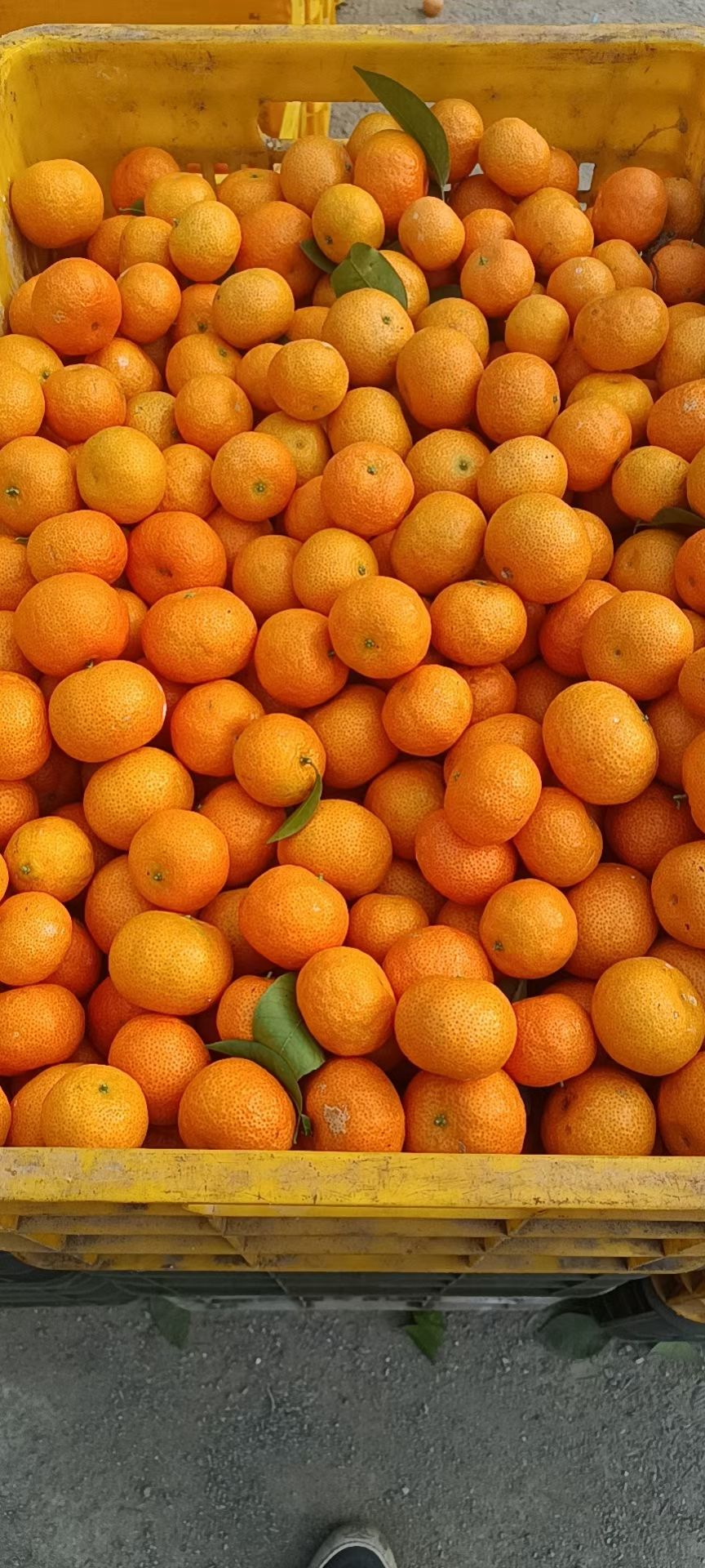 广西沙糖桔 电商，社团  商超，外贸，市场，农户一手货批发