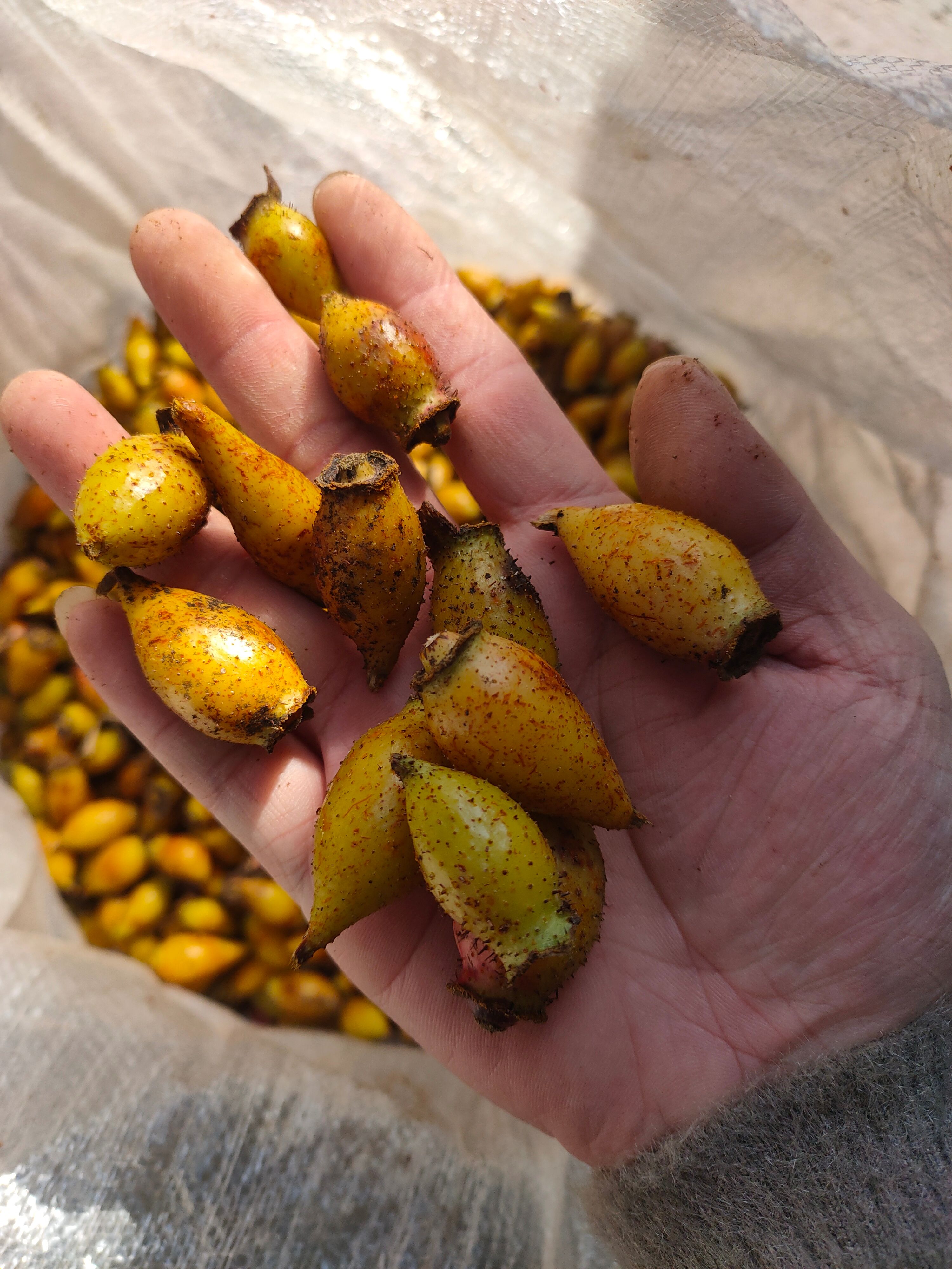  金樱子鲜货中后期