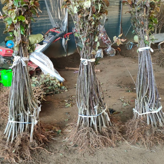 泰安红富士苹果苗 苹果树苗 3公分苹果树
