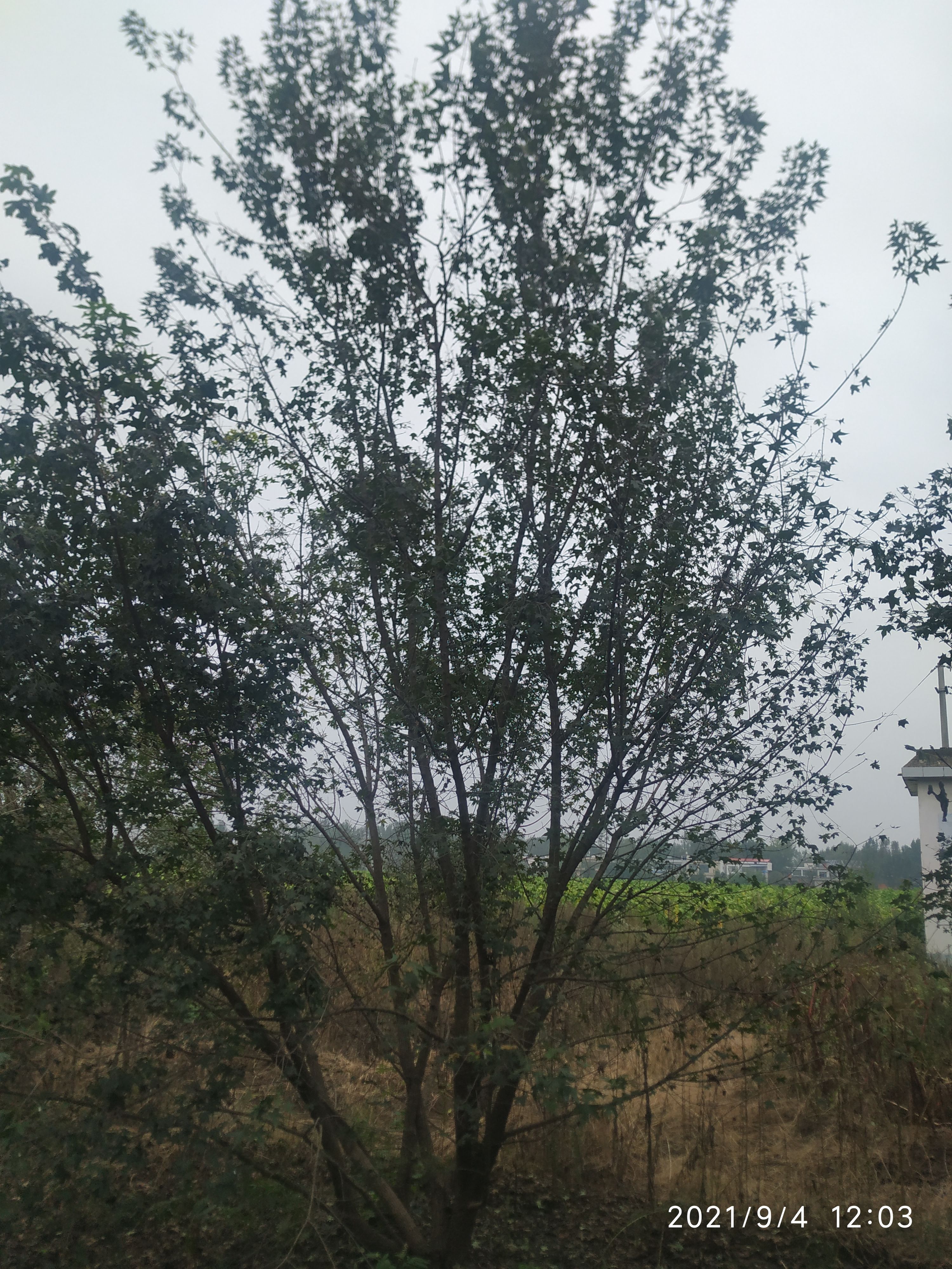 元宝枫  精品丛生元宝