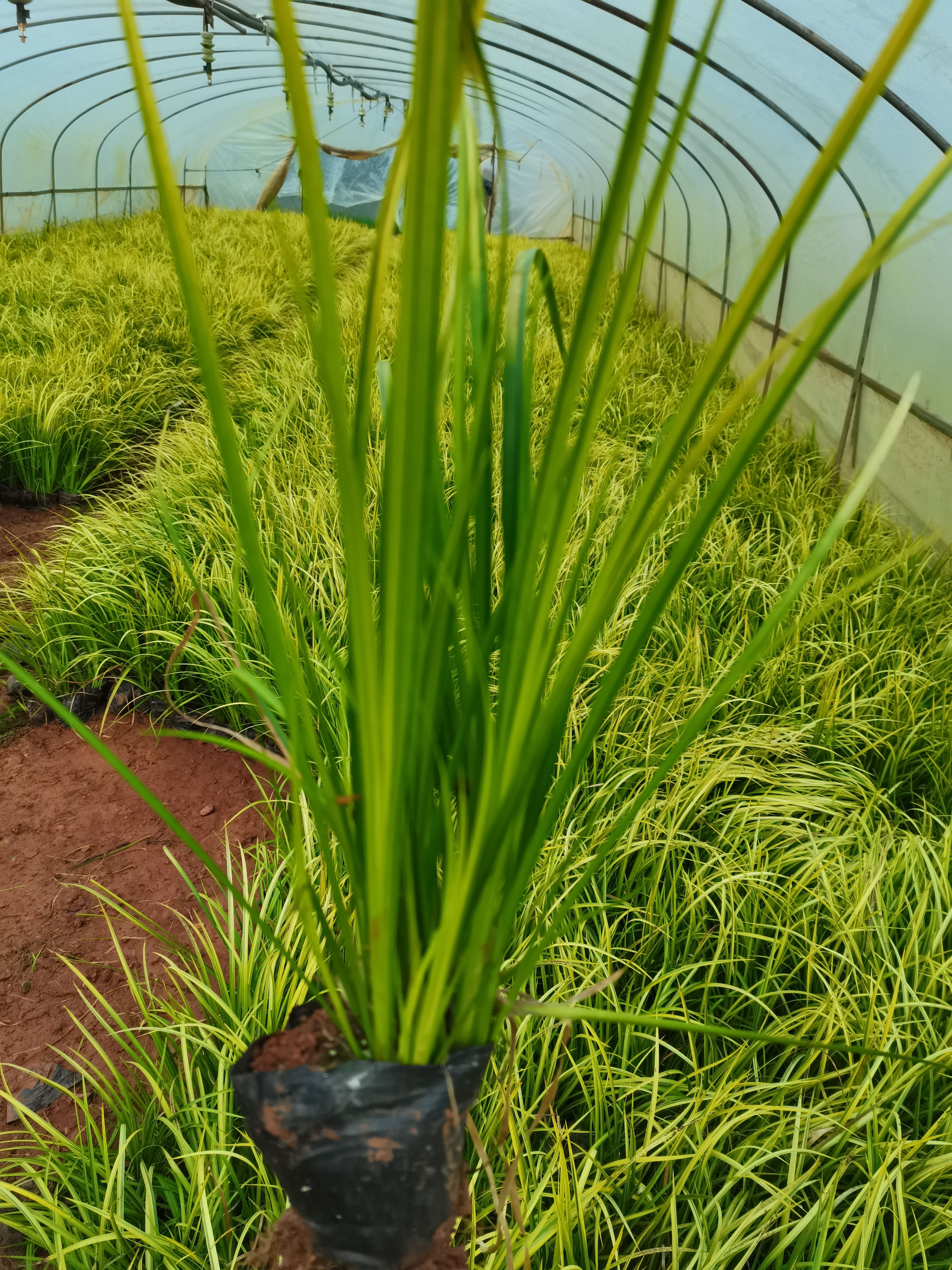 金叶菖蒲，金线石菖蒲，云南昆明菖蒲种植园直销