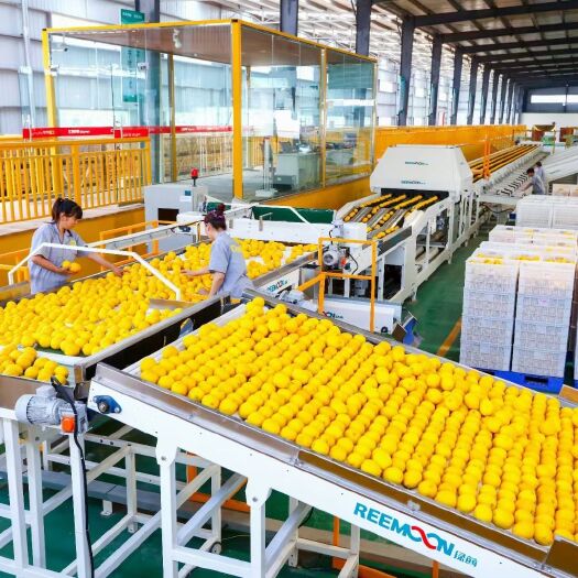 重庆市尤力克柠檬 汇达柠檬精品柠檬A果1—2级