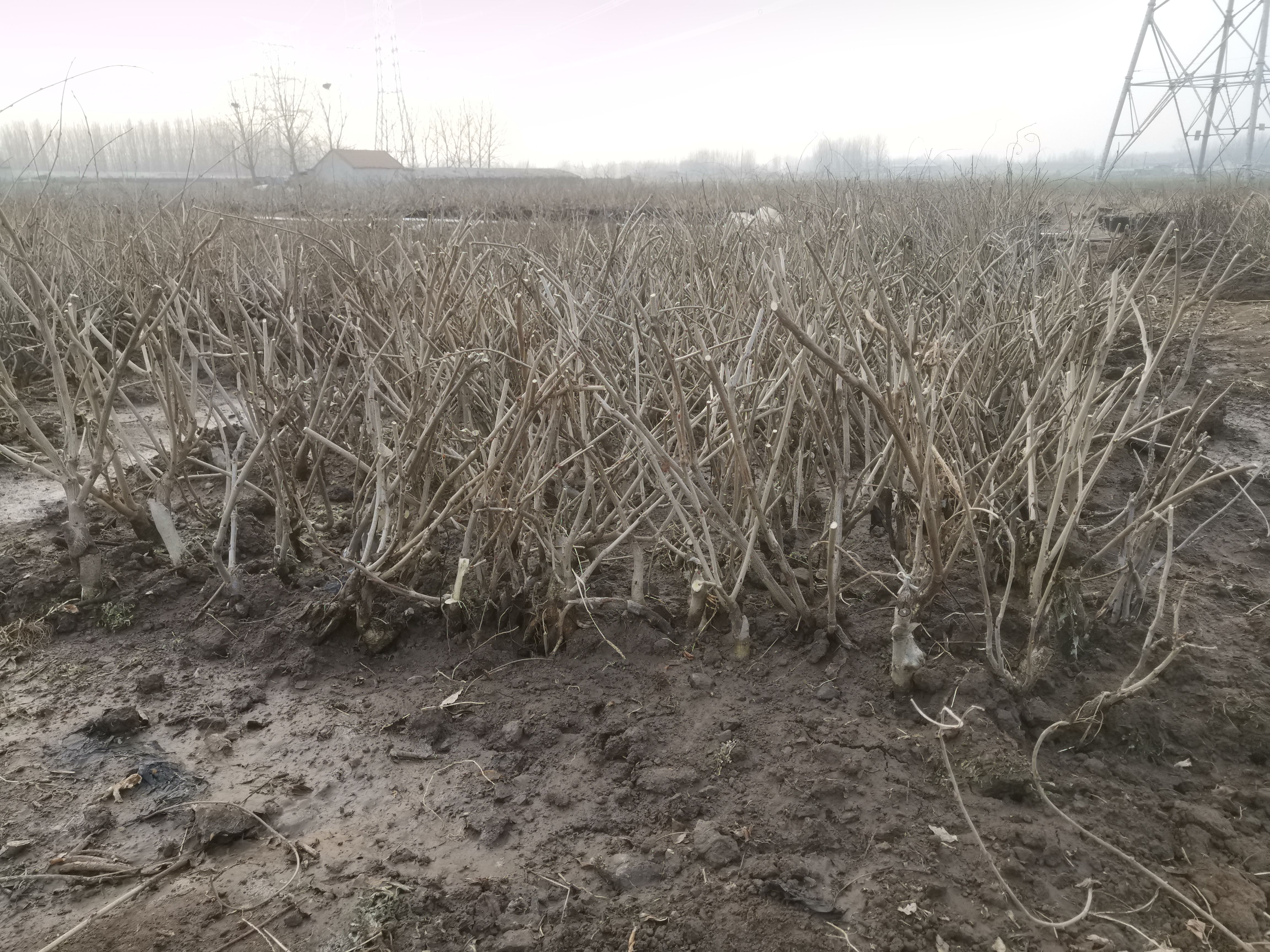 国藤日系欧美紫藤爬藤多花紫藤嫁接桩2－3年桩苗 一颗起批