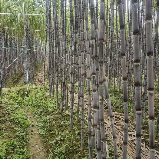 安龙县果蔗，黑皮甘蔗，甘蔗